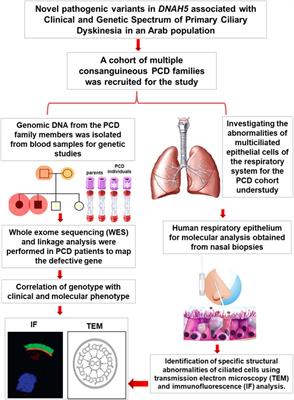 Novel pathogenic variants of DNAH5 associated with clinical and genetic spectra of primary ciliary dyskinesia in an Arab population